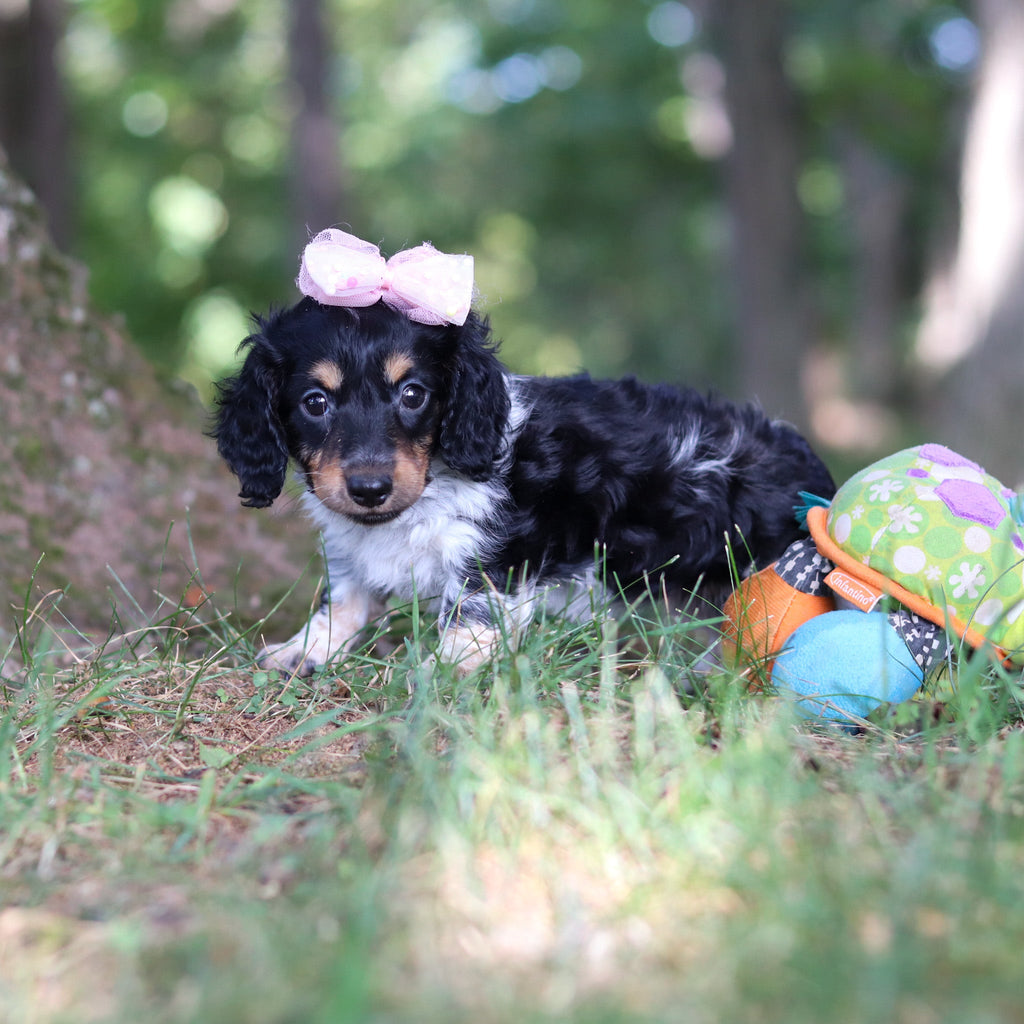 Dollie - Available Now