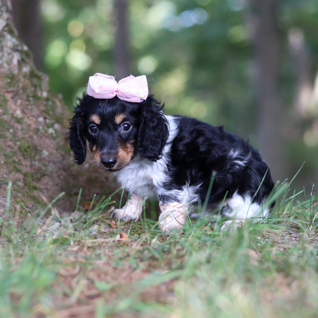 Dollie - Available Now