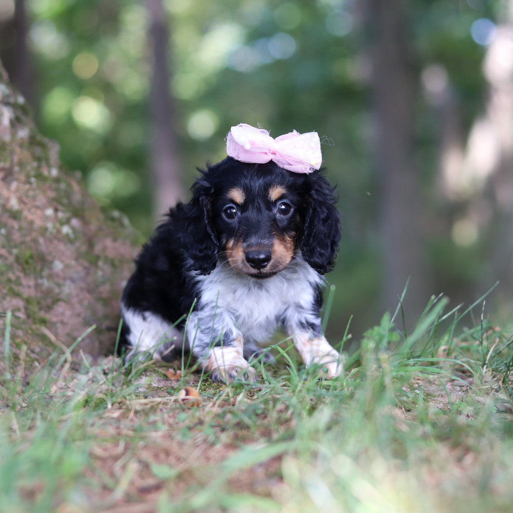 Dollie - Available Now