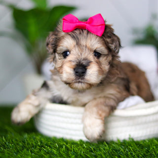 Kendra - Available 2/18