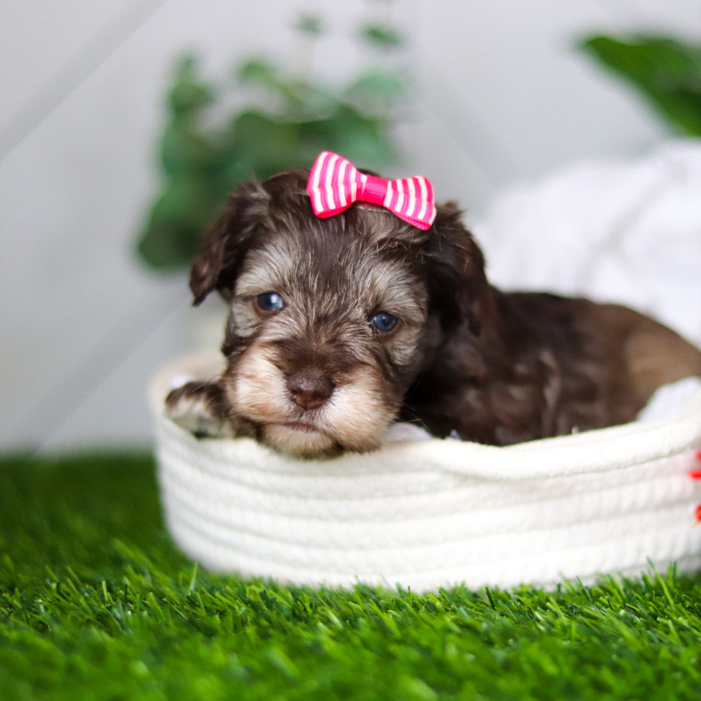 Zendaya - Available 2/18