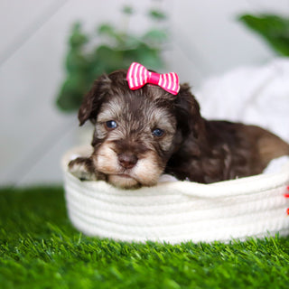 Zendaya - Available 2/18