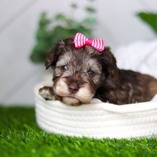 Zendaya - Available 2/18