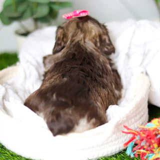 Zendaya - Available 2/18