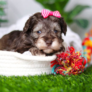 Zendaya - Available 2/18