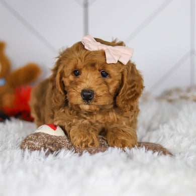 Ellie - Available 5/7