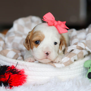 Dolly - Available 6/4