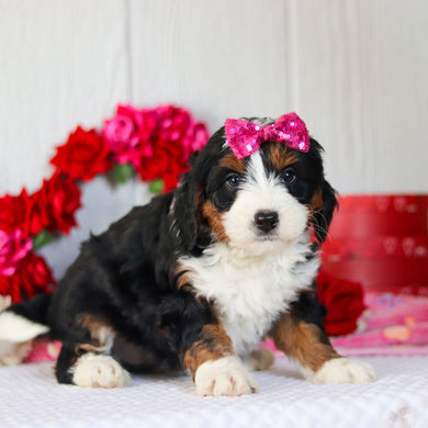 Navy - Available 2/26