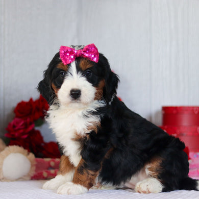 Navy - Available 2/26