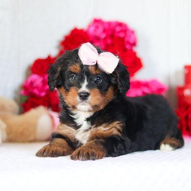 Nola - Available 2/26