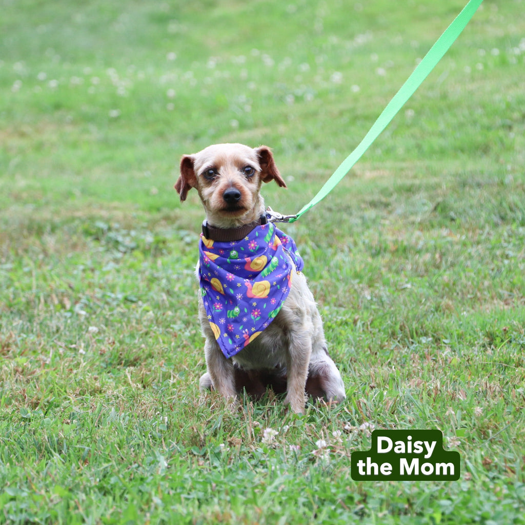 Charles - Available 12/17