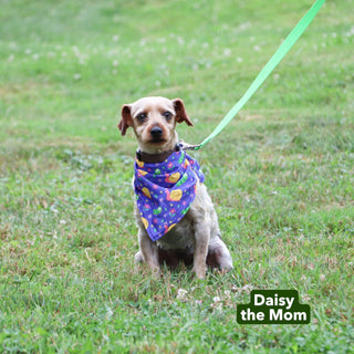 Charles - Available 12/17