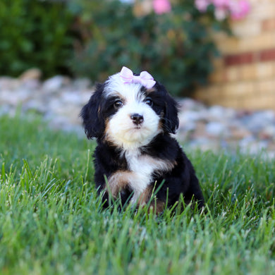 Hadley - Available 7/9