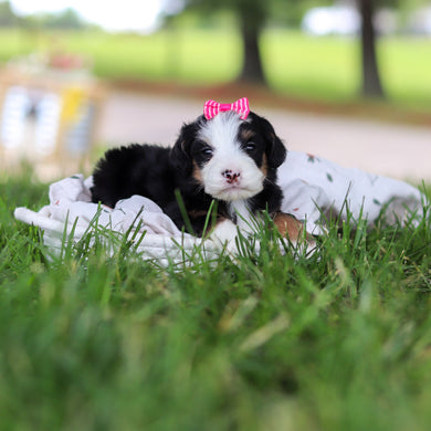 Hadley - Available 7/9