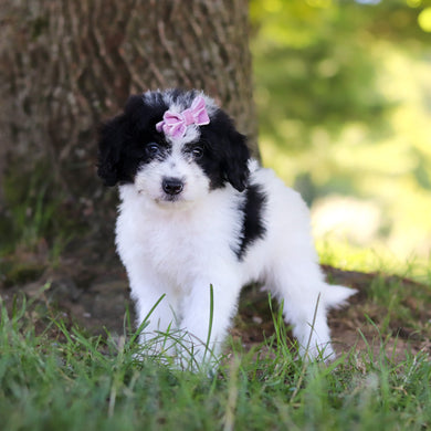 Hanna - Available 7/9