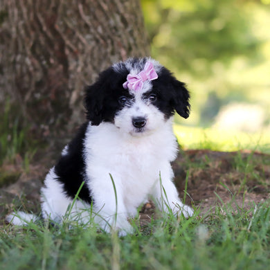 Hanna - Available 7/9