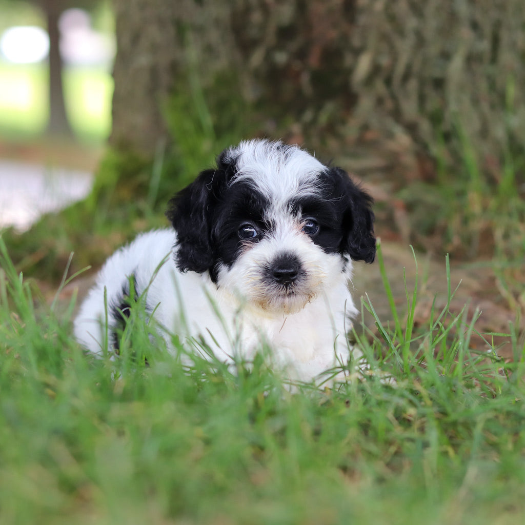 Tessa - Available 7/16