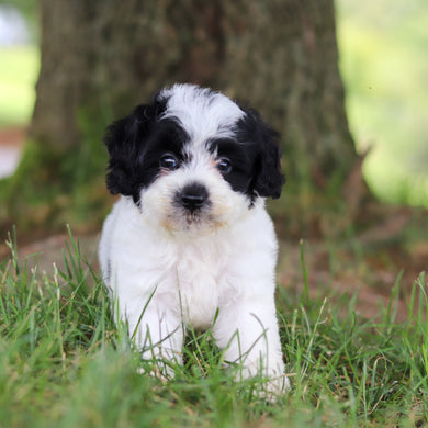 Tessa - Available 7/16