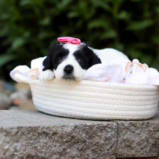 Tessa - Available 7/16