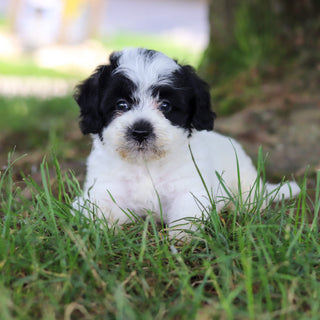 Tessa - Available 7/16
