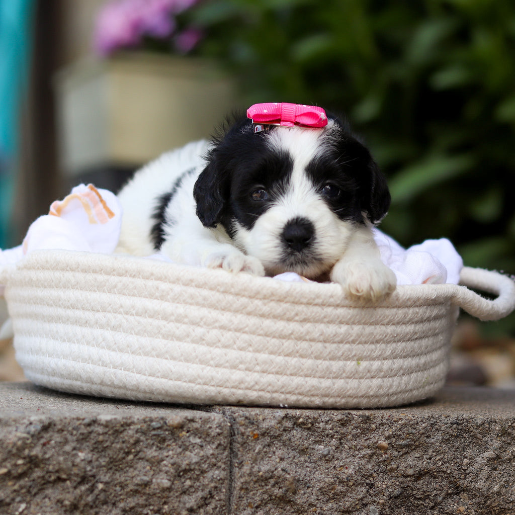 Tessa - Available 7/16
