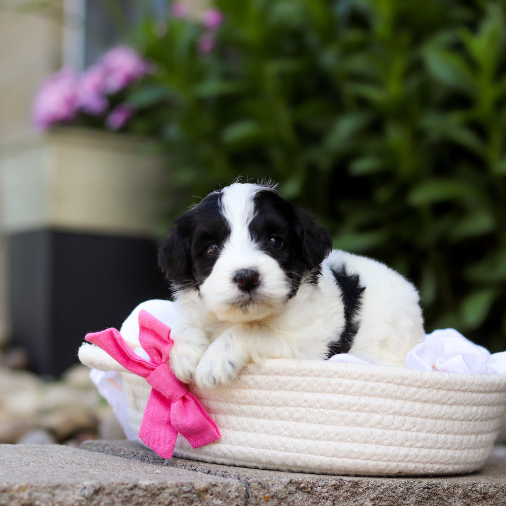 Trixie - Available 7/16