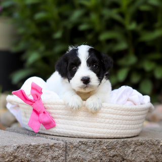 Trixie - Available 7/16