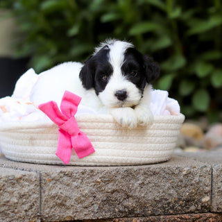 Trixie - Available 7/16