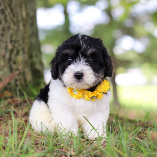 Tilly - Available 7/16