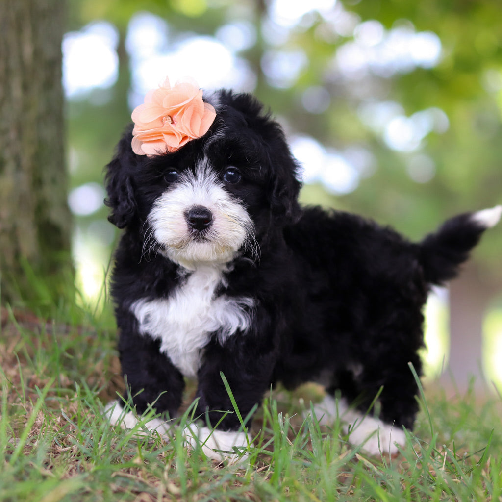 Tilly - Available 7/16