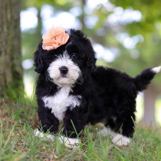 Tilly - Available 7/16