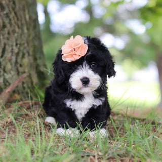Tilly - Available 7/16