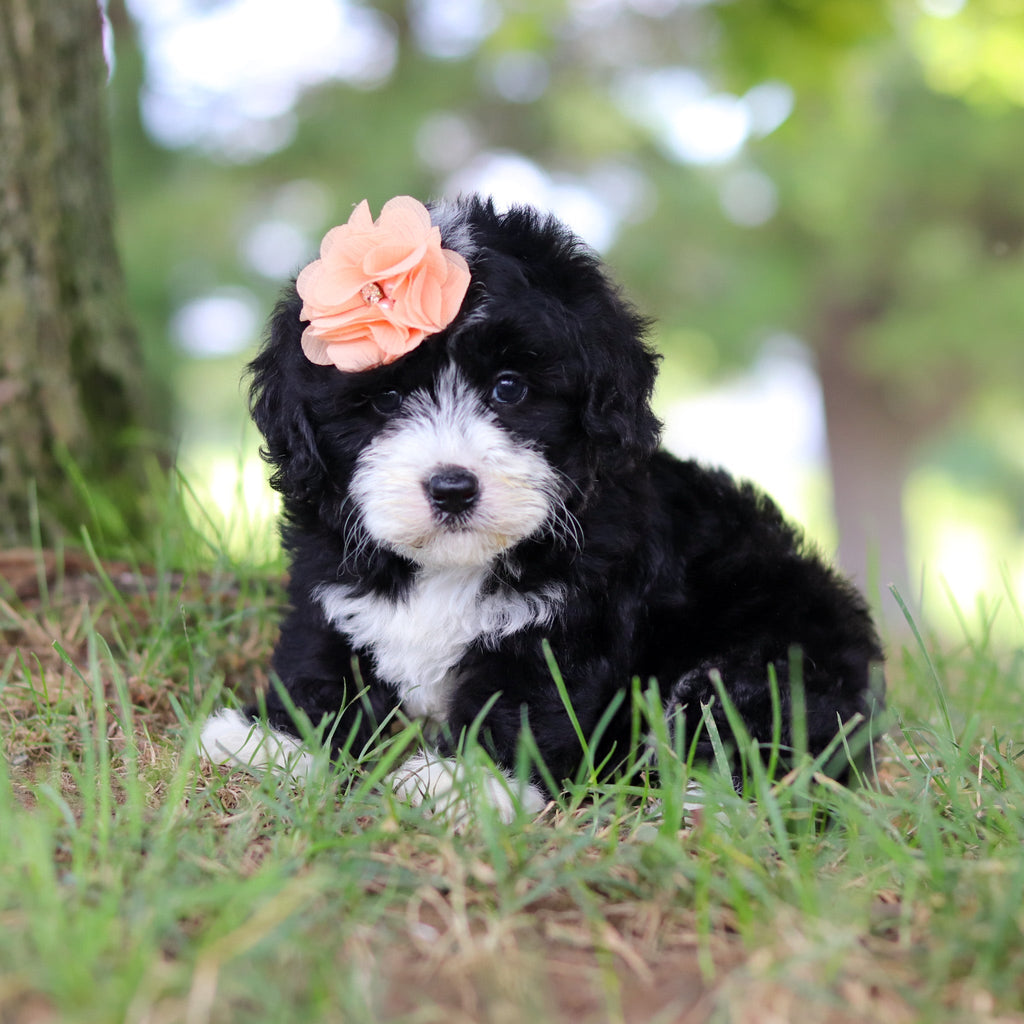 Tilly - Available 7/16