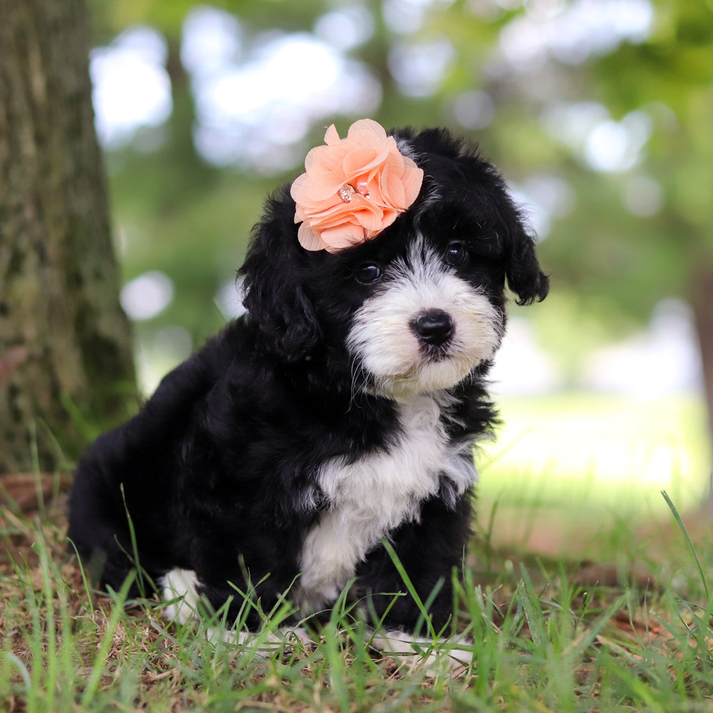 Tilly - Available 7/16