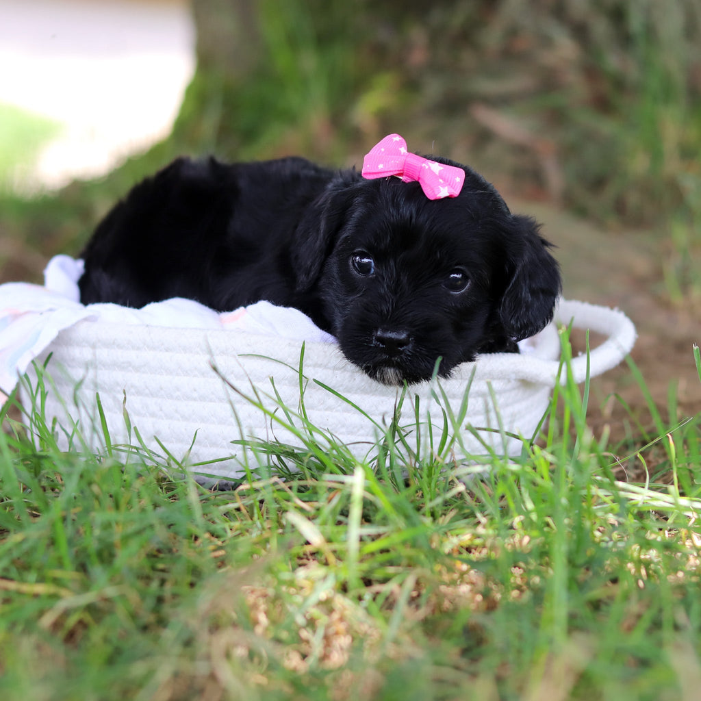 Gladys - Available 8/6