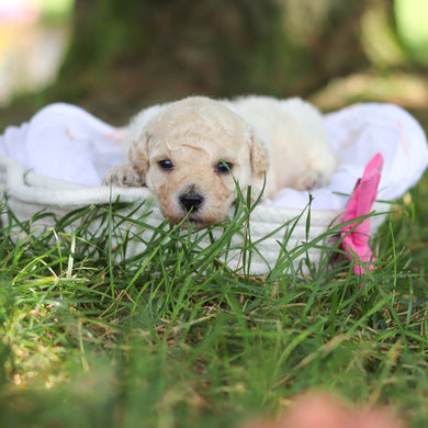 Dolly - Available 8/6