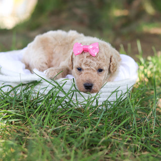 Donna - Available 8/6