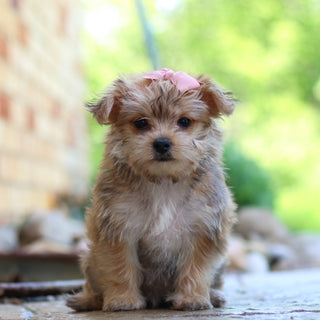 Apple - Available Now