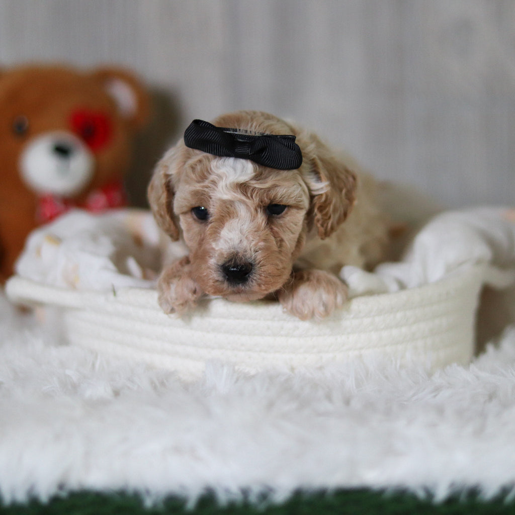 Maple - Available 6/11