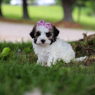 Delilah - Available 6/18