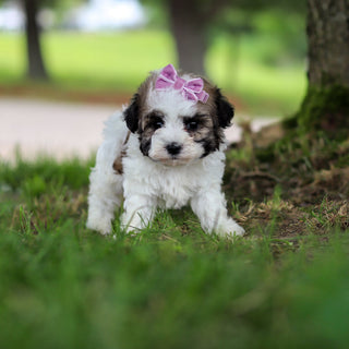 Delilah - Available 6/18