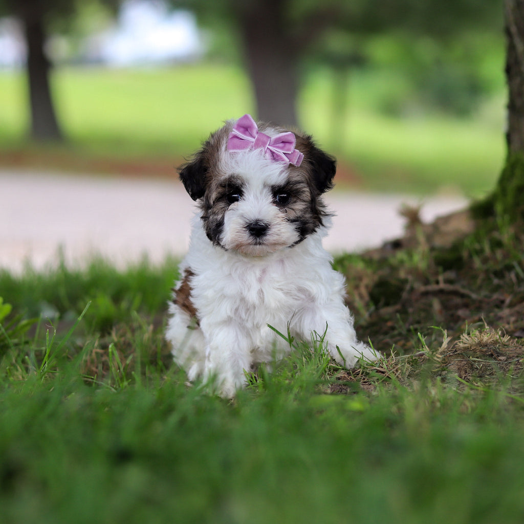 Delilah - Available 6/18