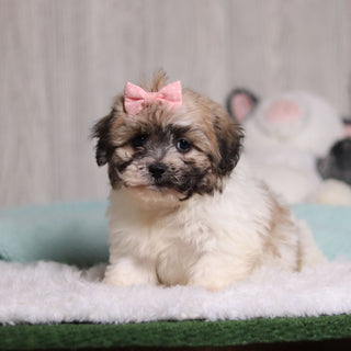 Callie - Available 2/4