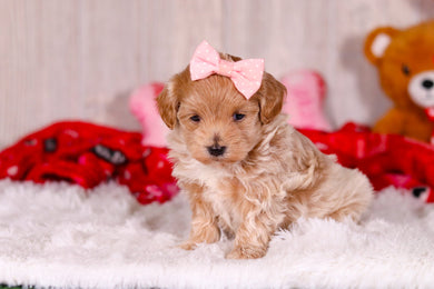 Tilda - Available 2/11