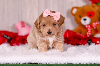 Tilda - Available 2/11