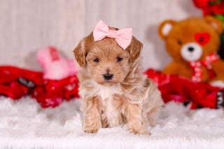 Tilda - Available 2/11