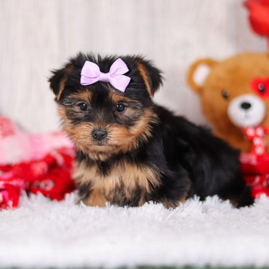 Trina - Available 2/11