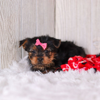 Lexis - Available 2/11