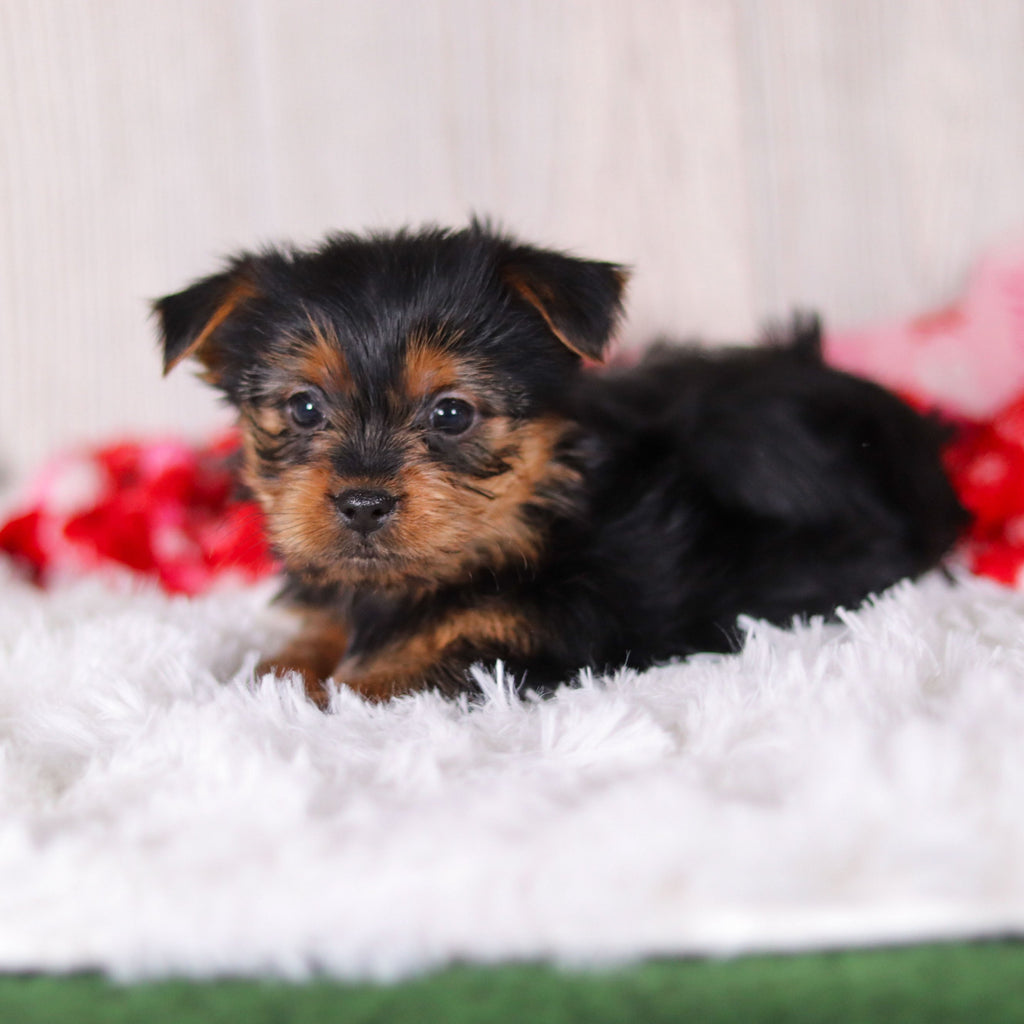 Lexis - Available 2/11