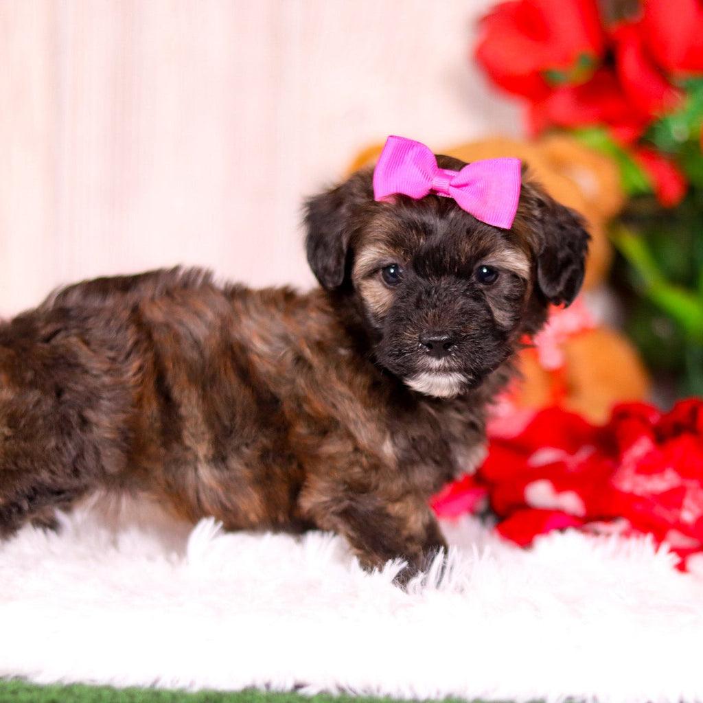 Linda - Available 2/11